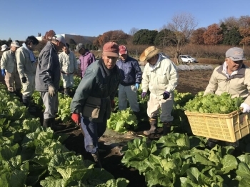 秋野菜の収穫の様子。