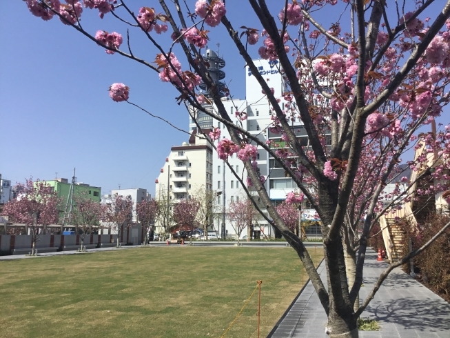 「長野市役所となり桜スクエアの八重桜」