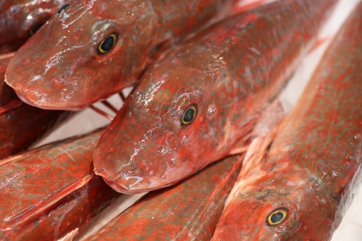 「八千代市、佐倉市の鮮魚店   　 魚や山粋（ヤマスイ）　　 大分県　ほうぼう　下処理無料」