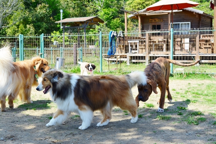 「トリミング＆ドックランで愛犬スッキリ」