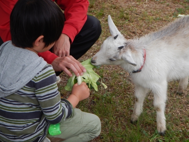 「GWの営業と、ふれあいミニ動物園について」