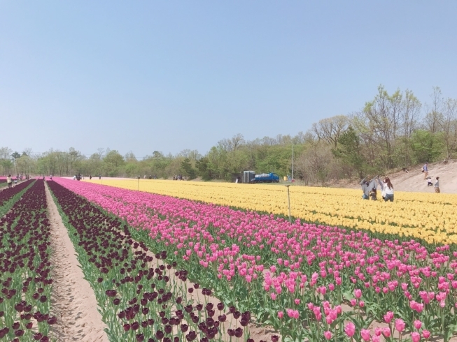 「胎内市チューリップフェスティバルに来ています！」