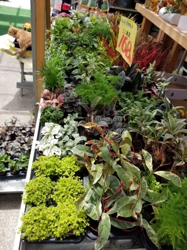 「ミニミニ観葉植物入荷です‼」