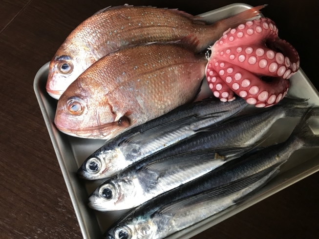 「桜鯛の姿焼き・トビウオの造り・なめろう・湯だこの造り他 あります❣️」