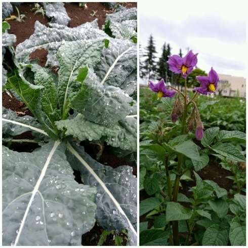 「☆カラフル野菜の小山農園、カーボロネロ（黒キャベツ）も収穫開始！☆」