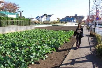 立川産野菜を栽培する畑を抜けてくてく…。