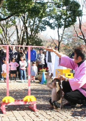 太郎次郎一門による猿まわし。身長の2倍の高さを飛んでみせます！と説明。よく見てください、あれ？お猿さんの膝が曲がっていますね。会場は大爆笑でした。