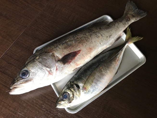 「本日、天然すずき・平あじ・天然生本まぐろ他あります❣️」