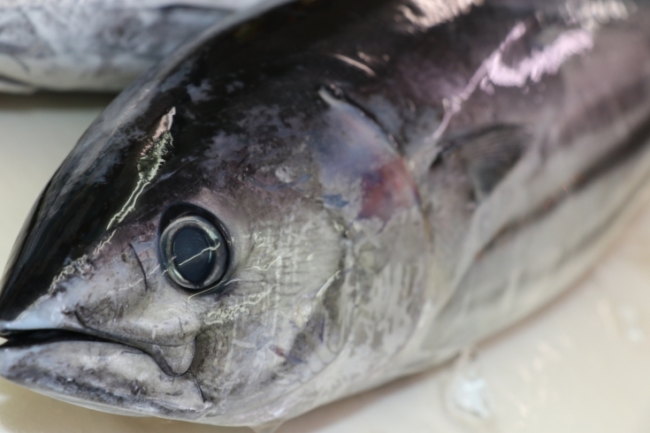 「八千代市、佐倉市の鮮魚店   　 魚や山粋（ヤマスイ）  旬の素材有ります！千葉県勝浦　カツオ」