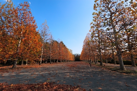 [フランス式整形庭園] プラタナス並木にあるベンチは秋を感じるスポットです。