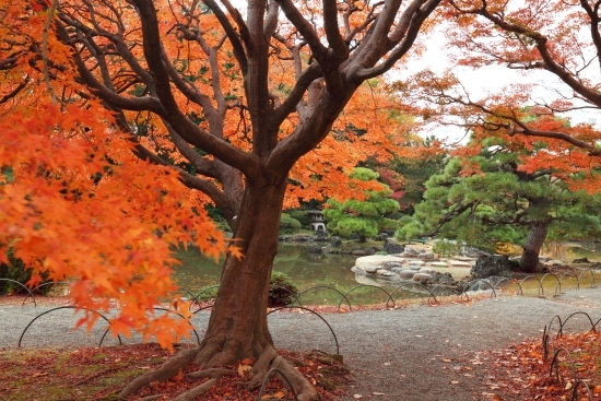 路に沿ってカエデがあり、紅葉を楽しみながら散策できます。