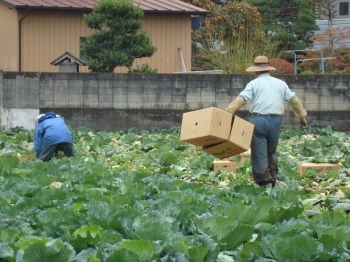 キャベツの出荷作業で大忙しです！