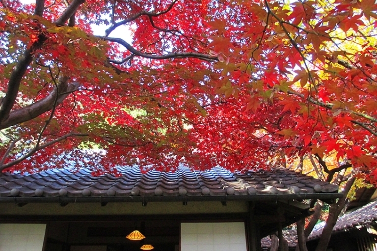どうだ！　京都っぽい！<br>奇麗な赤色が　お出迎え！
