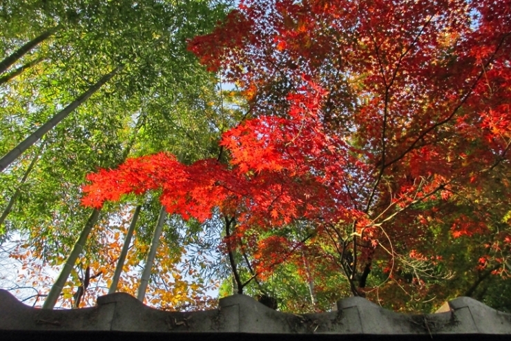 紅葉を引き立たせる　竹の緑に<br>瓦のねずみ色　いや～　いいね！