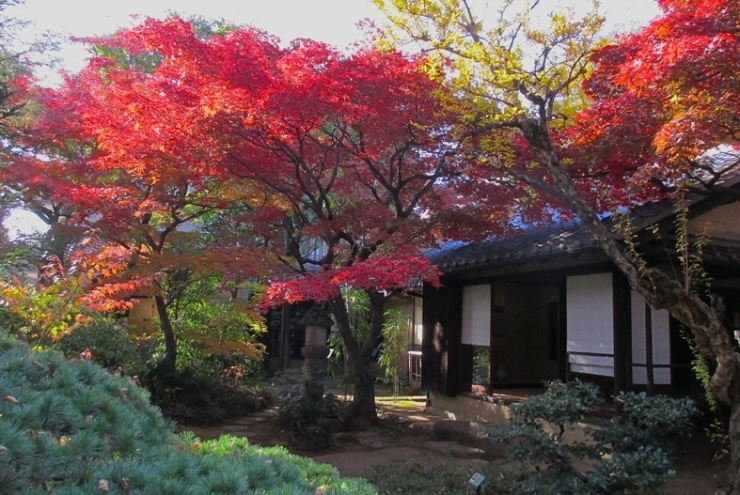 ありゃりゃ　秋の絵はがきに　なっちゃった！<br>日本人で良かった　と思う季節の絵　かも！