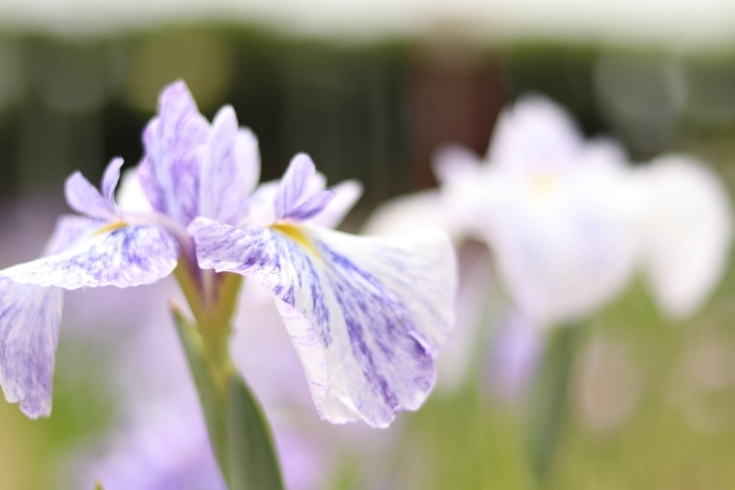 「最終日「花しょうぶまつり」　」