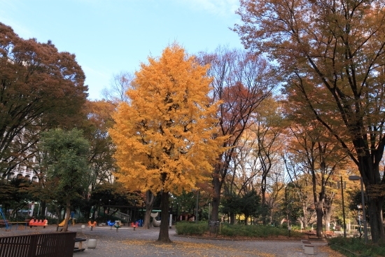 ちびっこ広場　イチョウがお出迎え