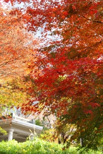 富士見台　カエデの紅葉