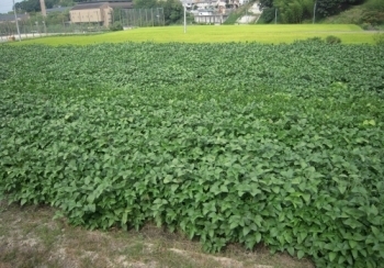 枝豆畑がたくさんあります。<br>枚方の特産品の黒豆誕生か！！