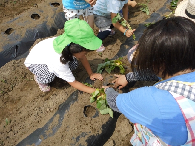 「苗を植えたよ！」