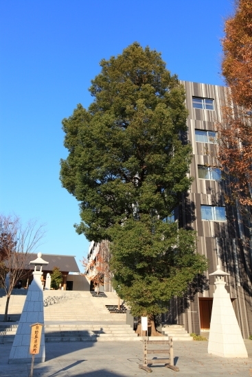 新宿区のみどりの文化財　常緑高木のクスノキ