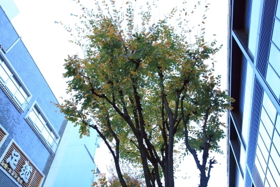 黄色に黄葉した街路樹