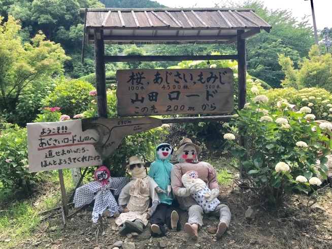 「【6/17(日)】山田町あじさい祭り」