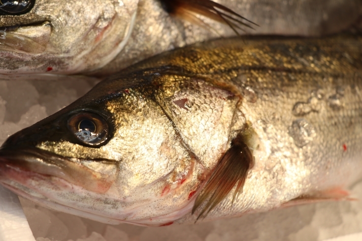 「佐倉、八千代市の鮮魚店  　勝田台から徒歩10分　 魚や山粋（ヤマスイ）　江戸前セイゴ。」