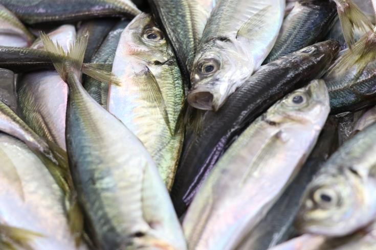 「佐倉、八千代市の鮮魚店  　勝田台から徒歩10分　 魚や山粋（ヤマスイ）　京都小あじ。」