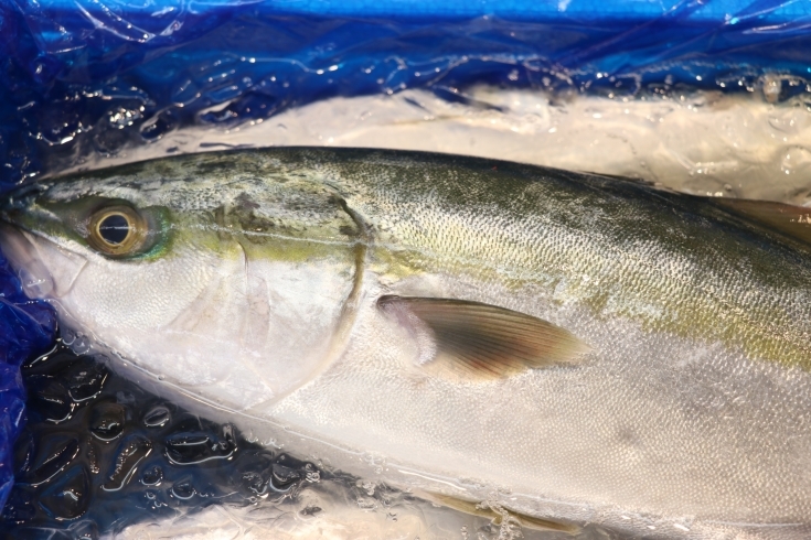 「佐倉、八千代市の鮮魚店  　勝田台から徒歩10分　 魚や山粋（ヤマスイ）　千葉県　天然イナダ。」