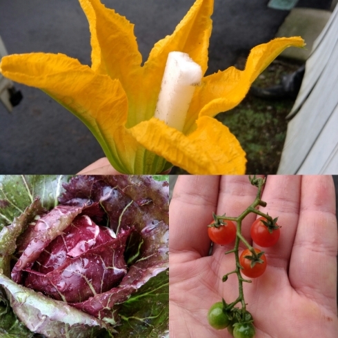 「☆カラフル野菜の小山農園、今回は３種のカラフル野菜をご紹介させて頂きます☆」