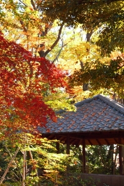 林間広場の紅葉と四阿(しあ)