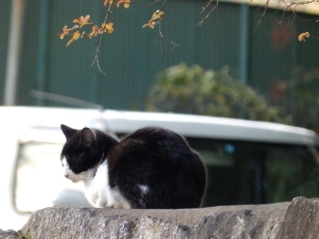 境内で出会った猫。まったりしています♪