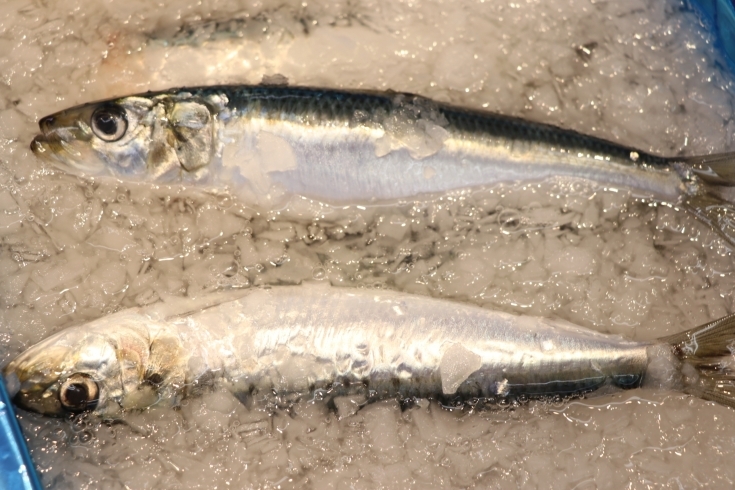 「八千代市、佐倉市の鮮魚店  　勝田台から徒歩10分　 魚や山粋（ヤマスイ）　地魚入荷」