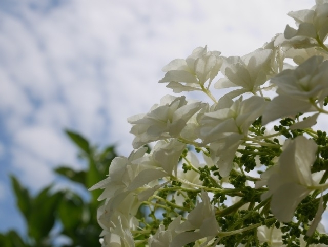 宗吾霊堂紫陽花祭り