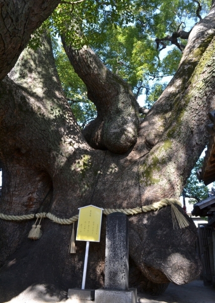国の天然記念物に指定されている薫蓋樟（くんがいしょう）と呼ばれる大きなクスノキ