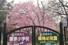 元京都市立楊梅幼稚園の桜(移設・伐採前)