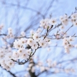 品川・臨海エリアの桜お花見スポット