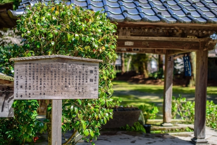 乙宝寺手水舎。この時期どっこん水は冷たくて最高です「休日はやっぱり外で！という方にオススメ！『アレ』に当たらず楽しむスポット3撰！」