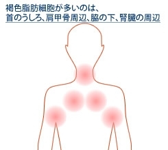 「脂肪を燃やす褐色脂肪細胞を増やす【女性専用】24時間ジムアワード」