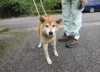 「飼い主さんを探しています！！御殿場保健所で保護」