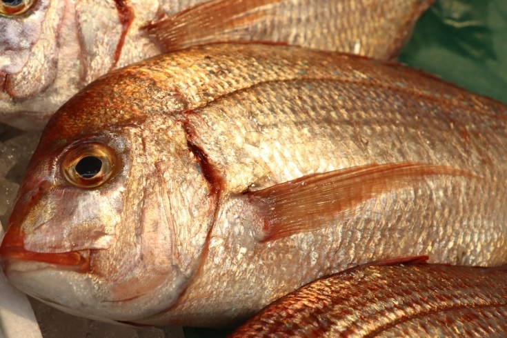 「八千代市、佐倉市の鮮魚店  　勝田台から徒歩10分　 魚や山粋（ヤマスイ）　天然タイ」