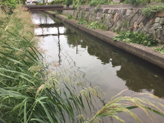 「加茂川も秋モードです。」