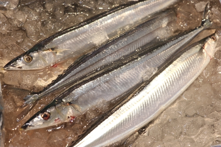 「八千代市、佐倉市の鮮魚店  　勝田台から徒歩10分　 魚や山粋（ヤマスイ）　秋の味覚　新秋刀魚」