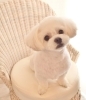 はじめまして ヾ(＠⌒ー⌒＠)ノ | MARSHMALLOW・DOG（マシュマロ