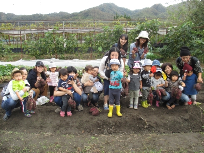 「今日は「お芋掘りに行ってきました。」」