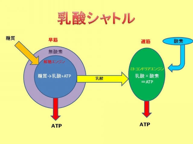 「乳酸は疲労物質ではない」