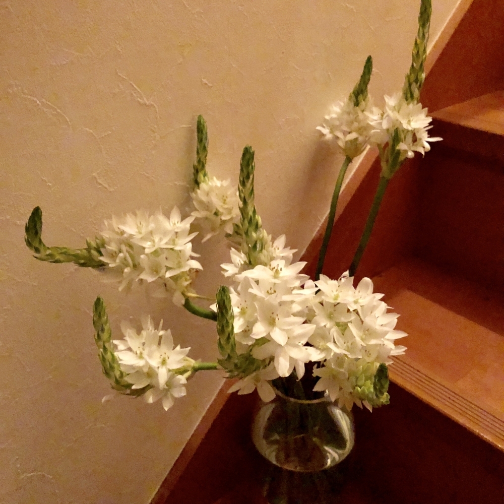 可愛い白い花オーニソガラム シルソイデス フラワーアレンジメント教室 花倶楽部 Hana Clubのニュース いなナビ 伊奈町