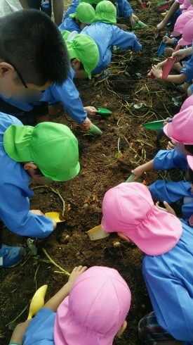 「１０月２４日、４～５才児がサツマイモ掘りに行きました。」