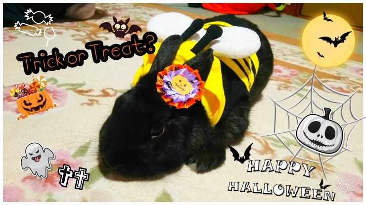 「✡Happy Halloween✡」